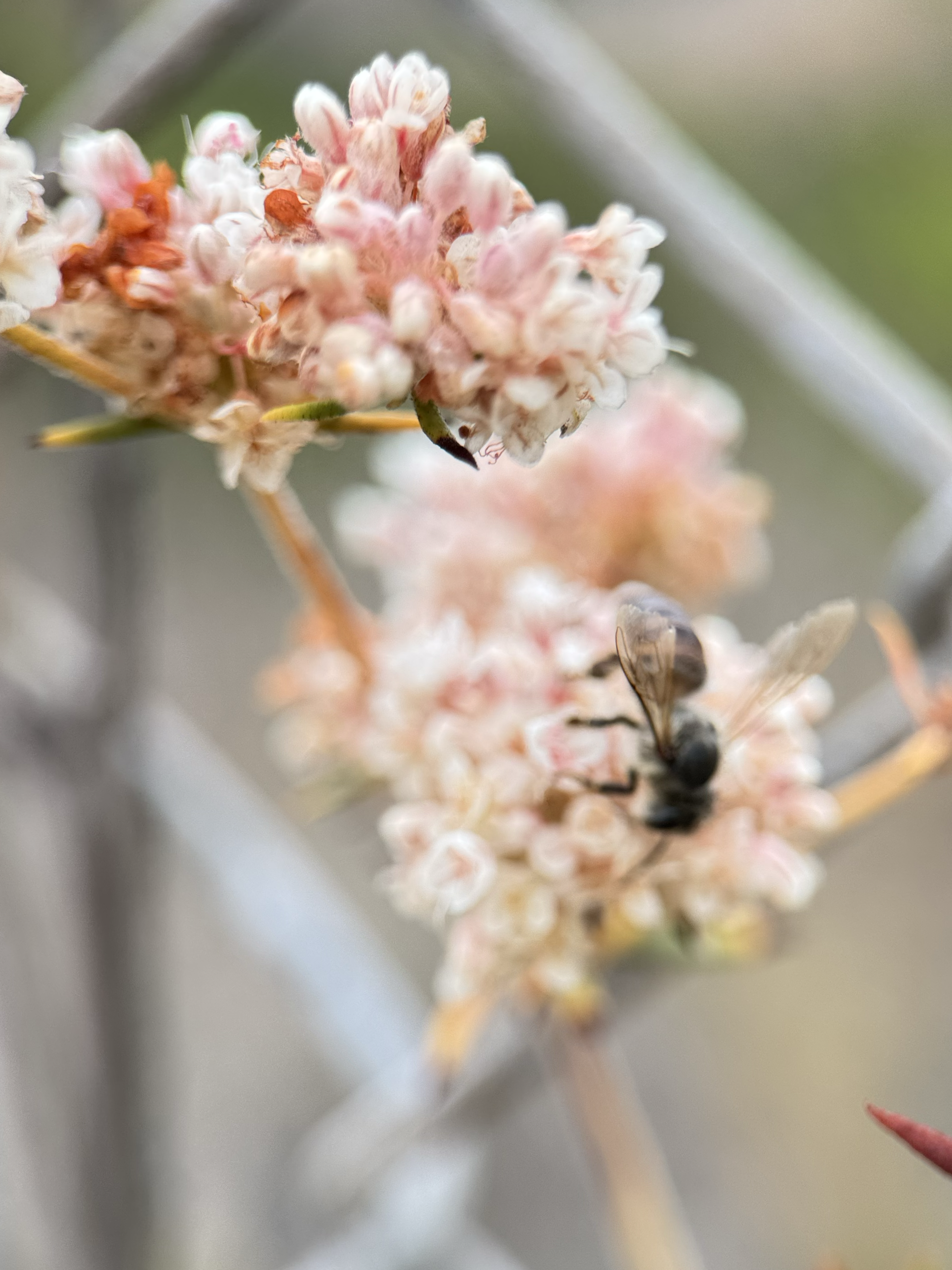 Bee’s favorite: California Buckwheat 