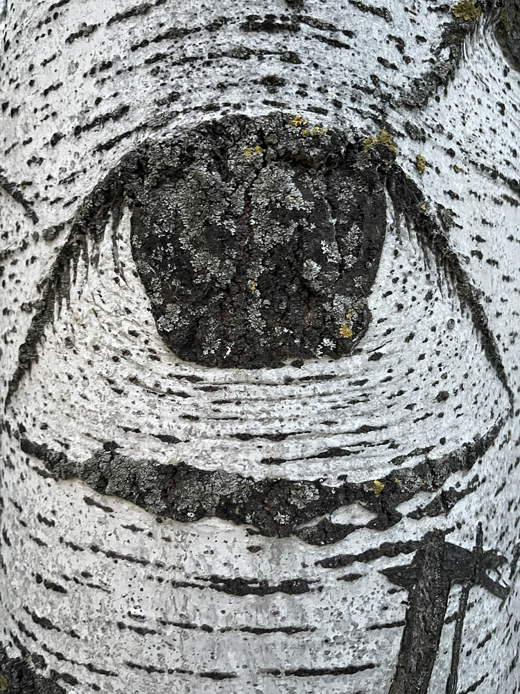 tree_eye_002