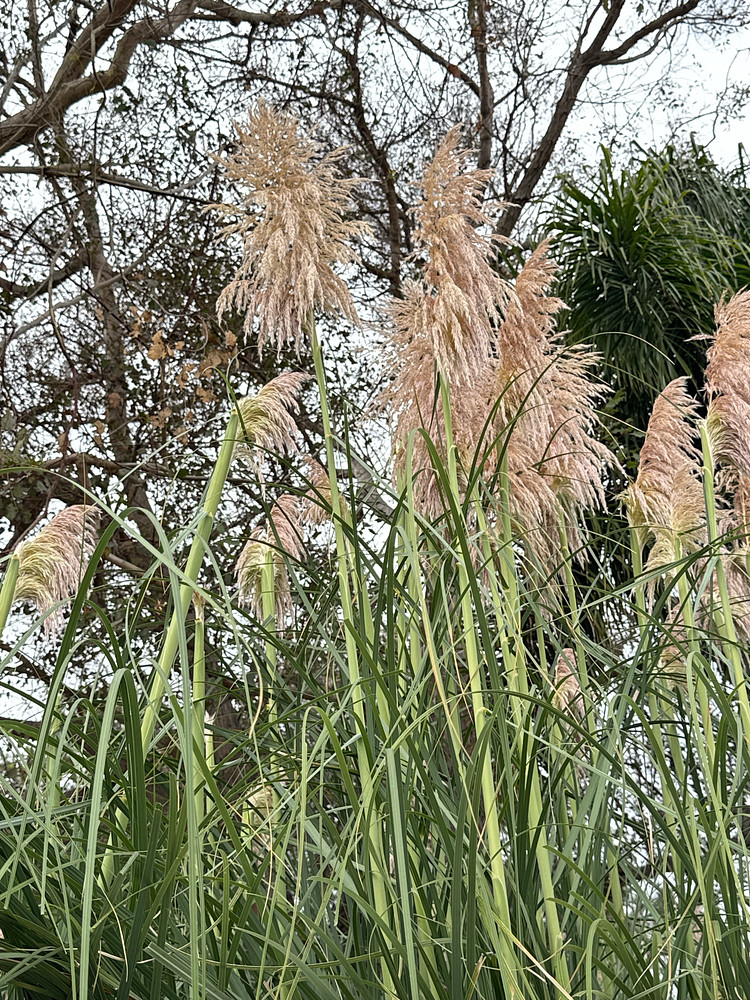 Phragmites - common reed