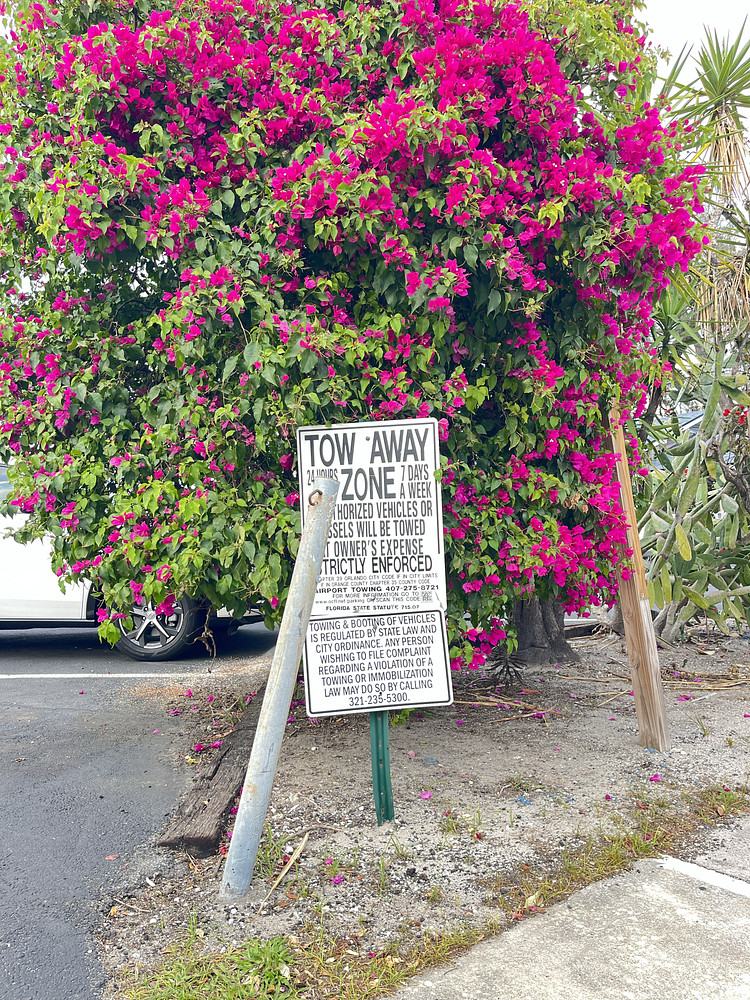 Give Them Flowers