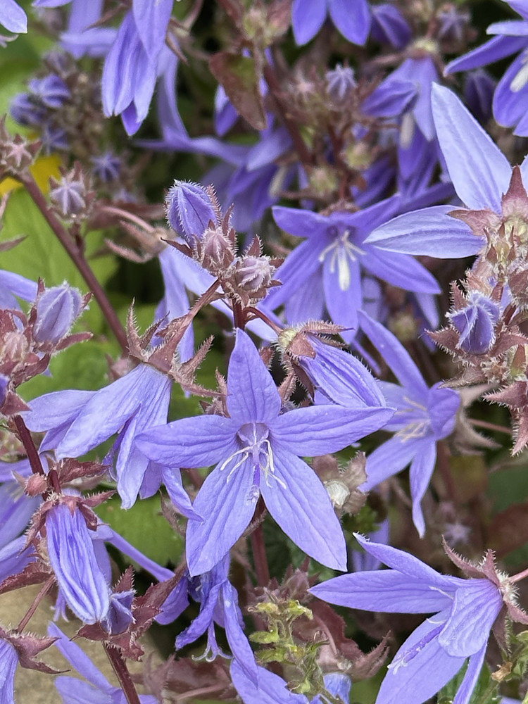 Blue Beauties