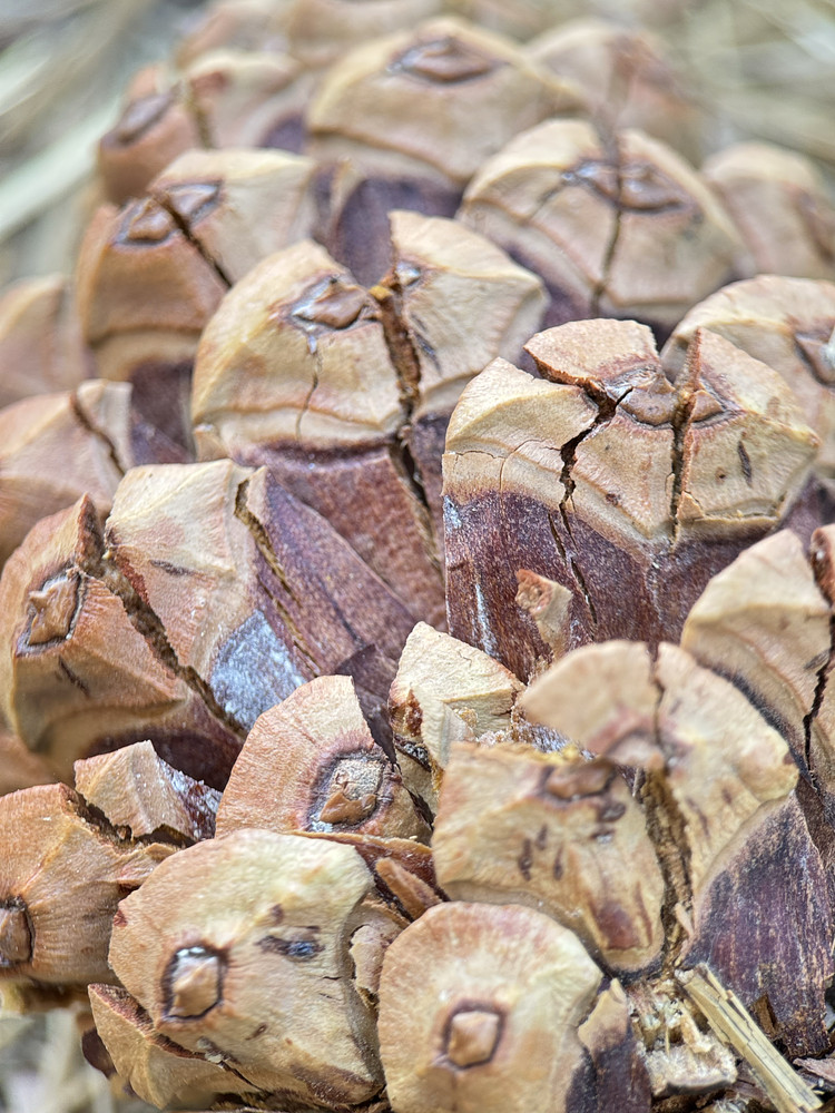 Pine cone 