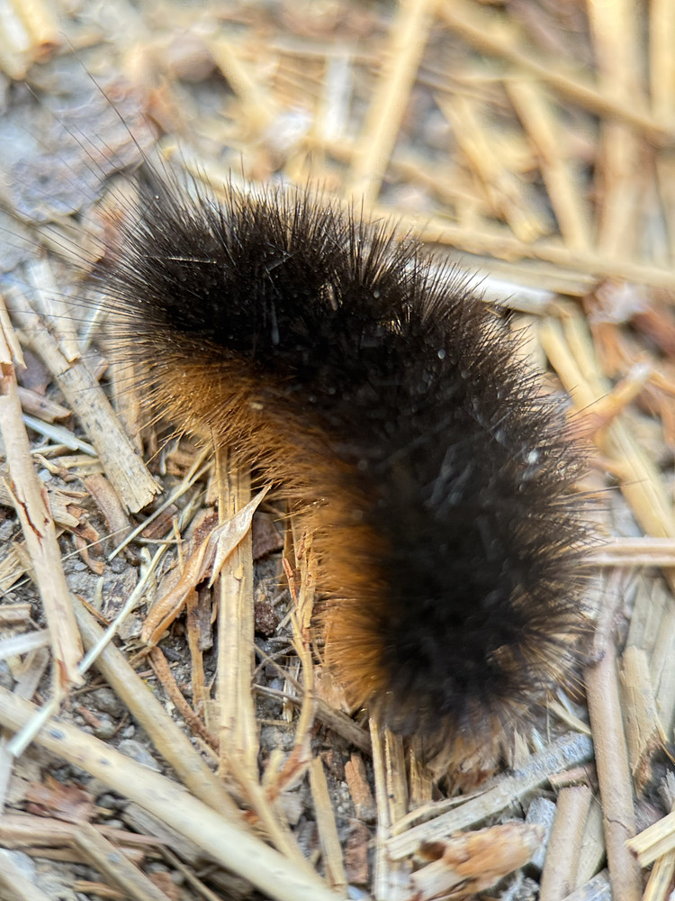Isabella tiger moth caterpillar 