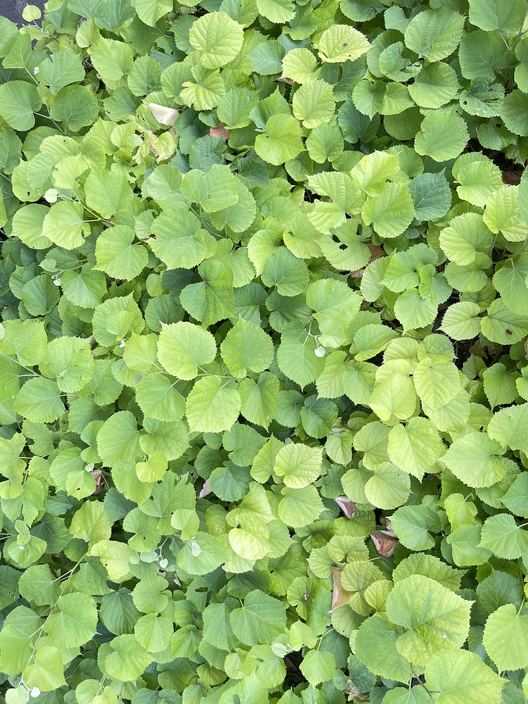 leaves