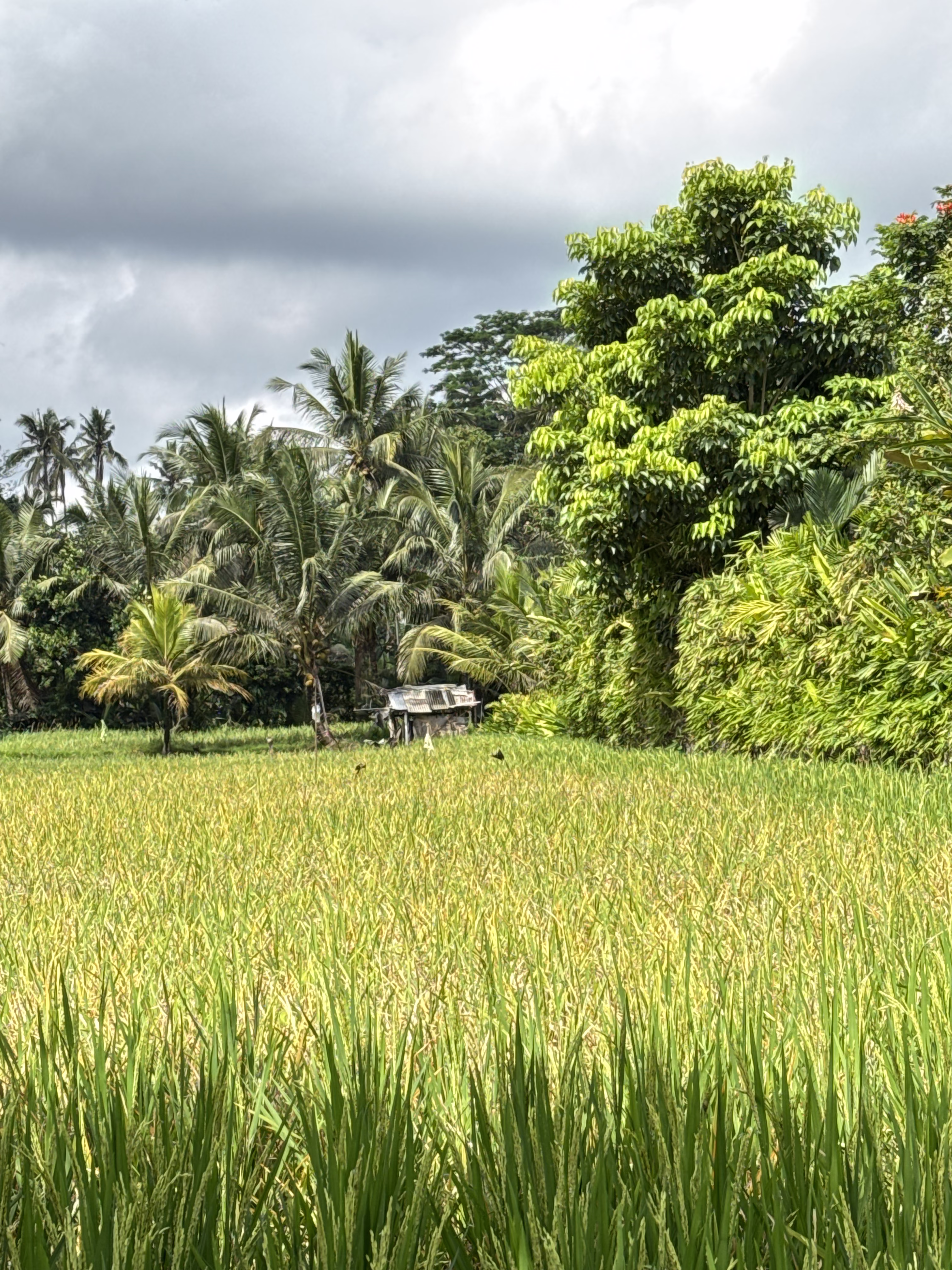 Bali Ricefields