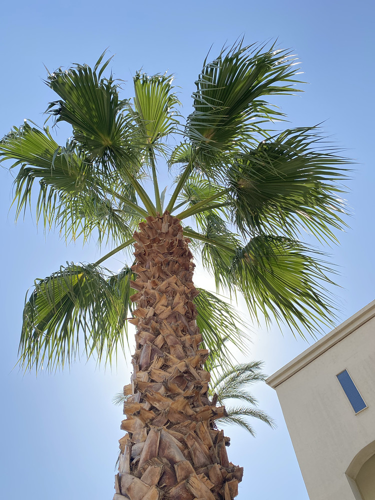 Palm morning 