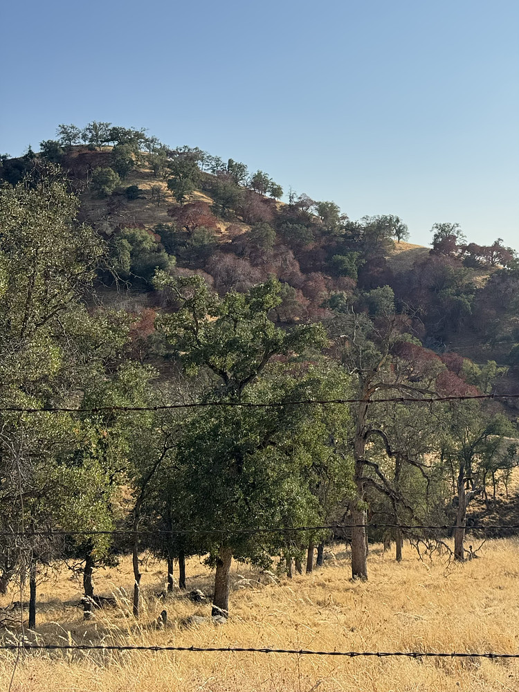 Summer oaks 