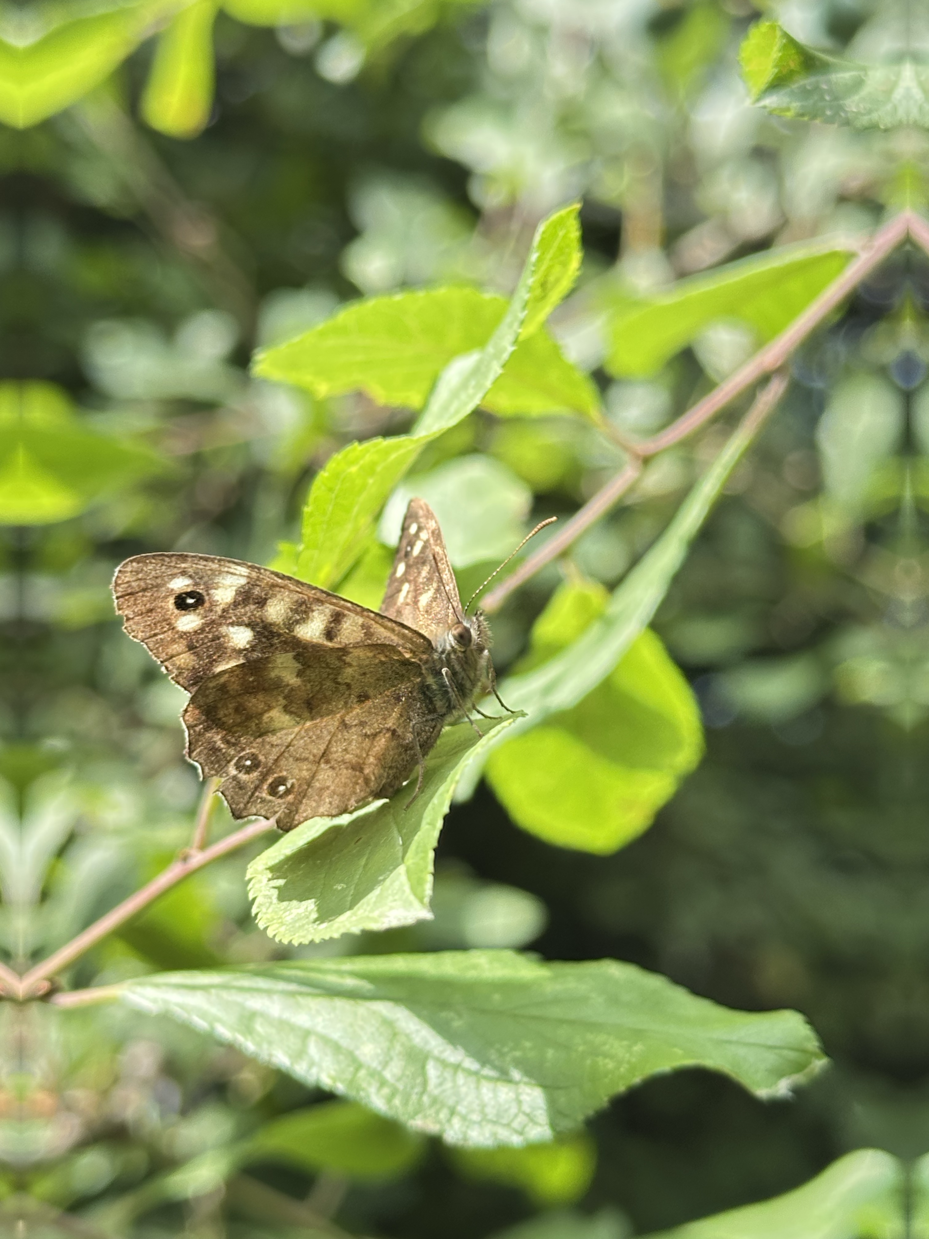 Dappled Light on Speckled Wood