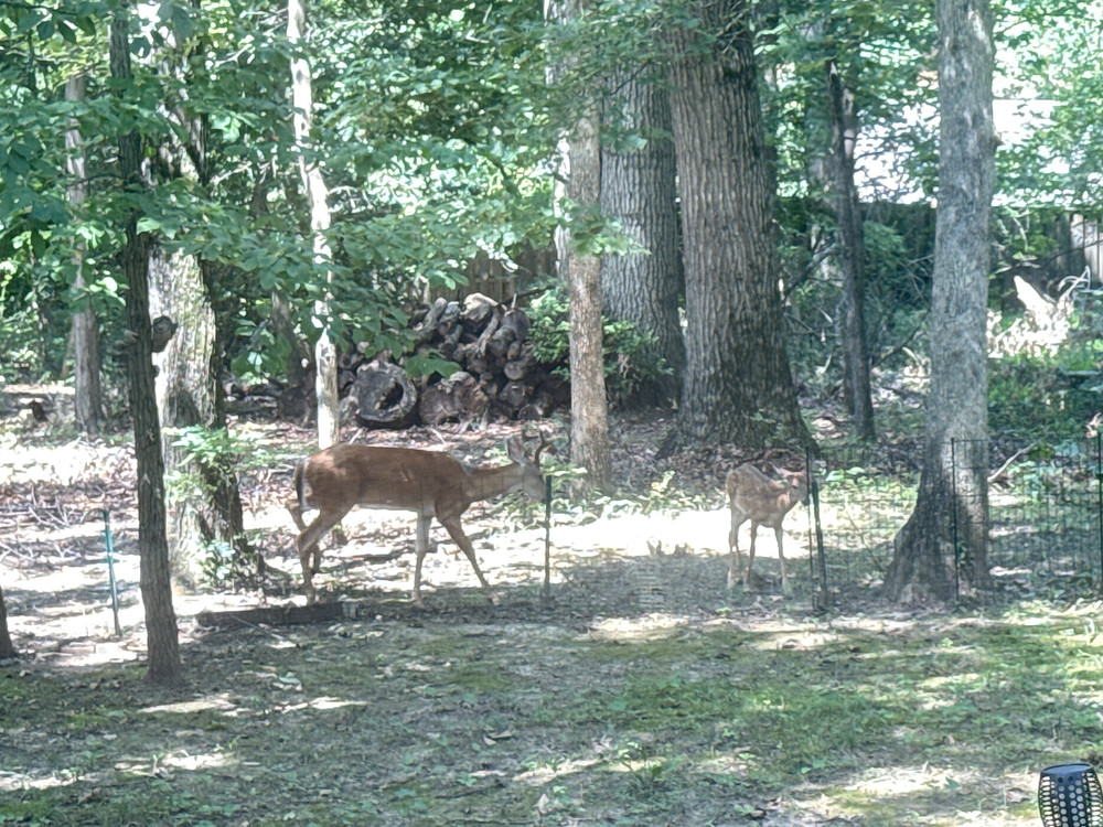 Morning Deer