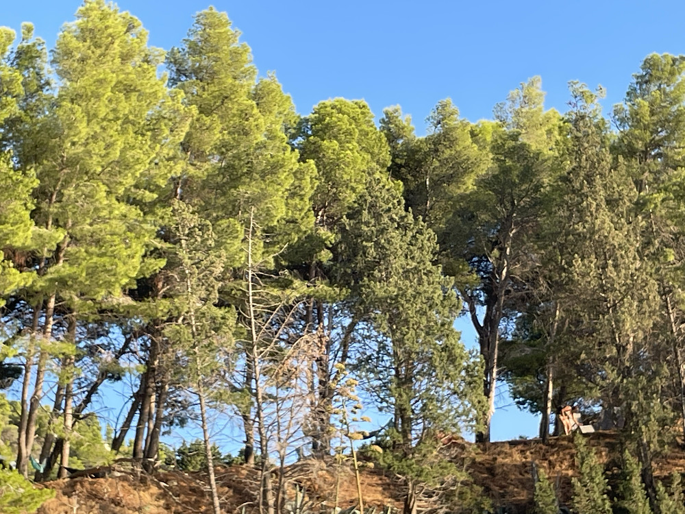 Just a Forest 