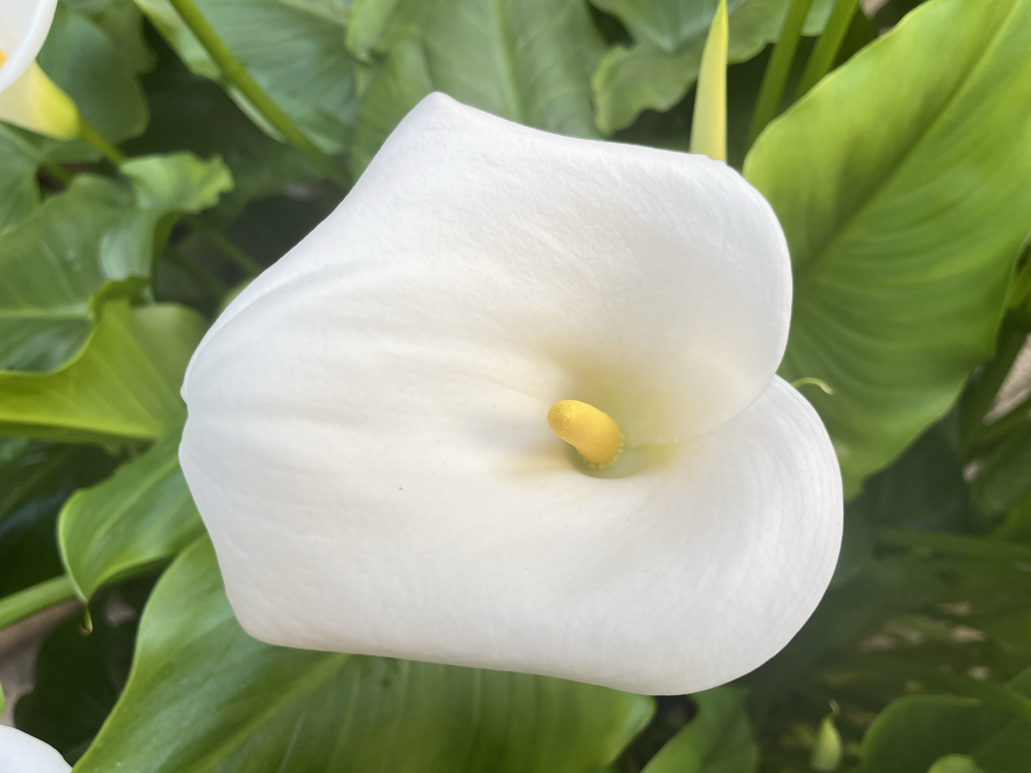 Zantedeschia