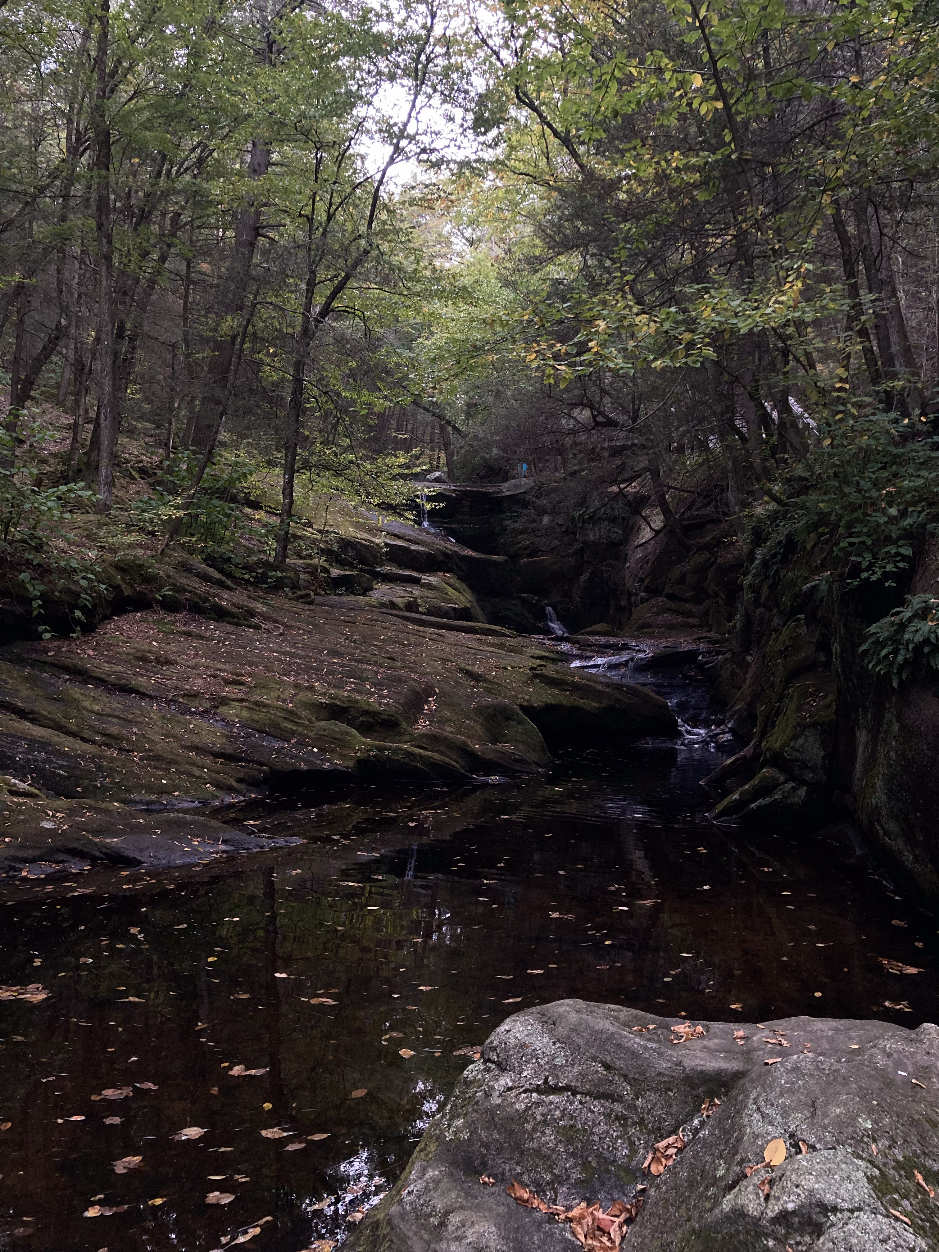 from an evening in the woods 