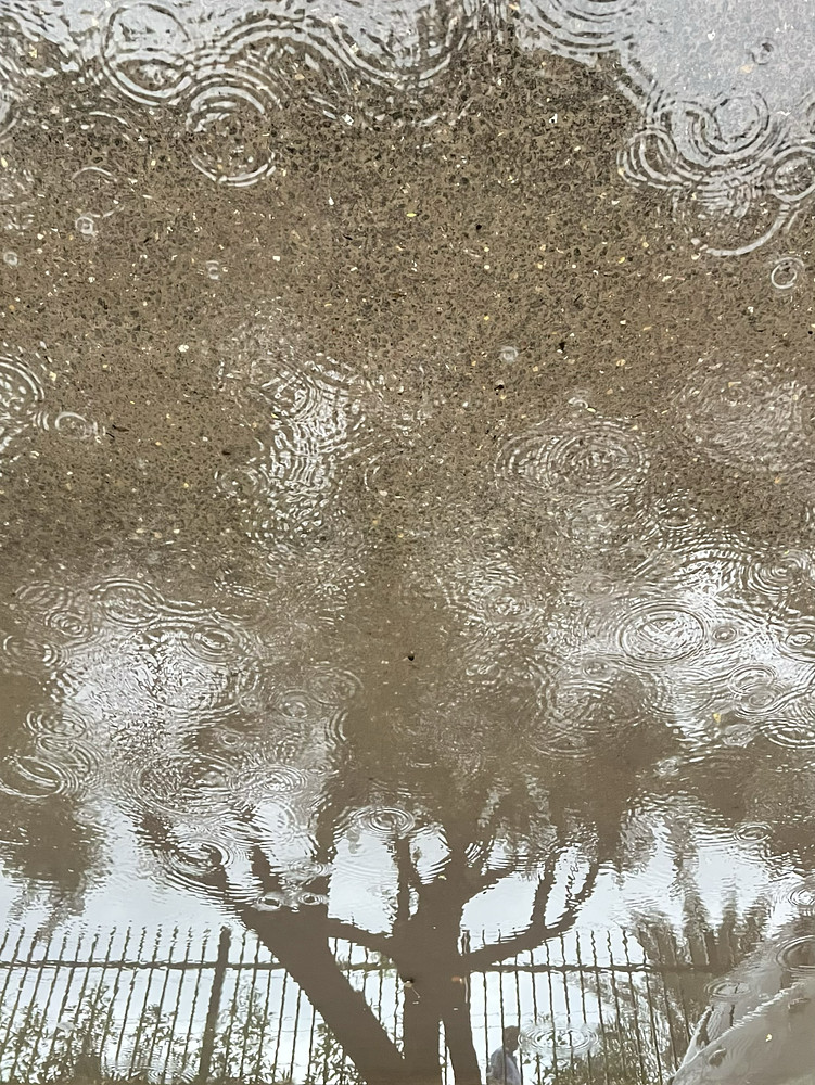 Rain Tree