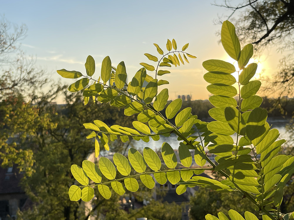 leaves & river 