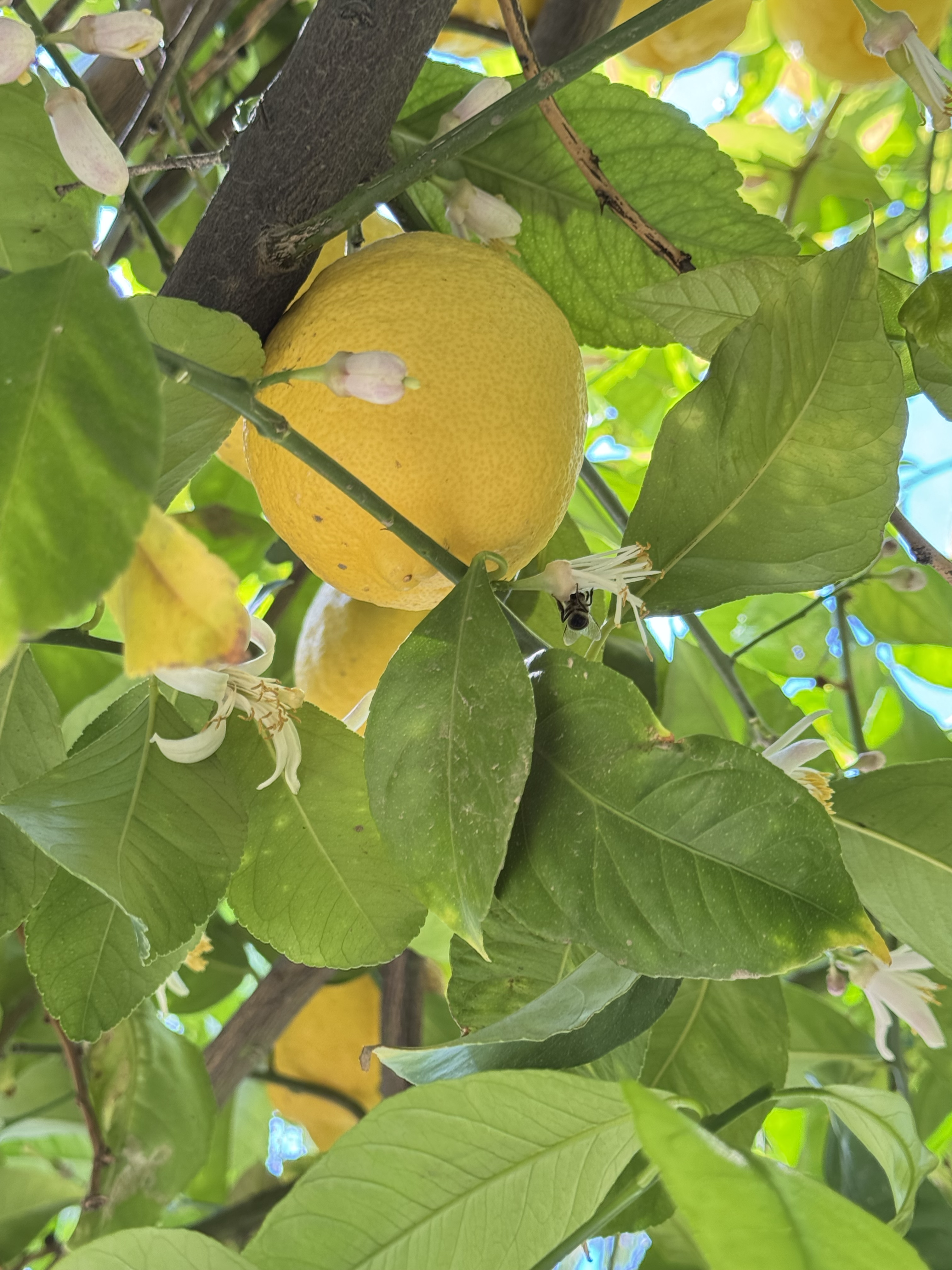 Lemon Tree