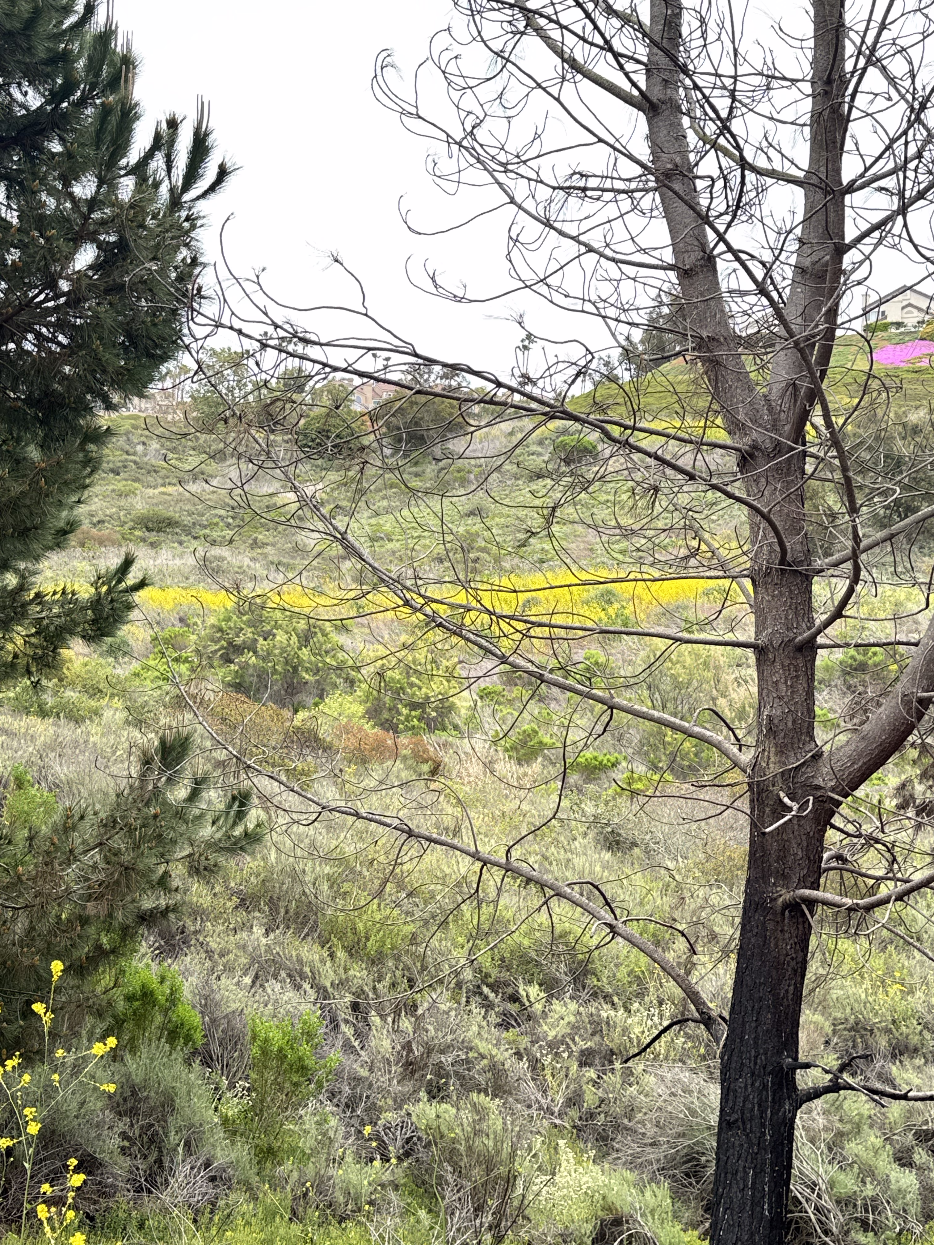 Spring in the valley 