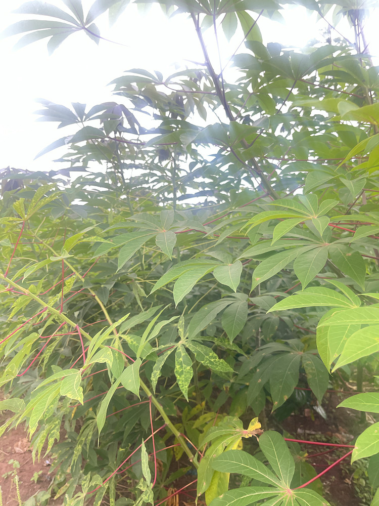 Cassava plant