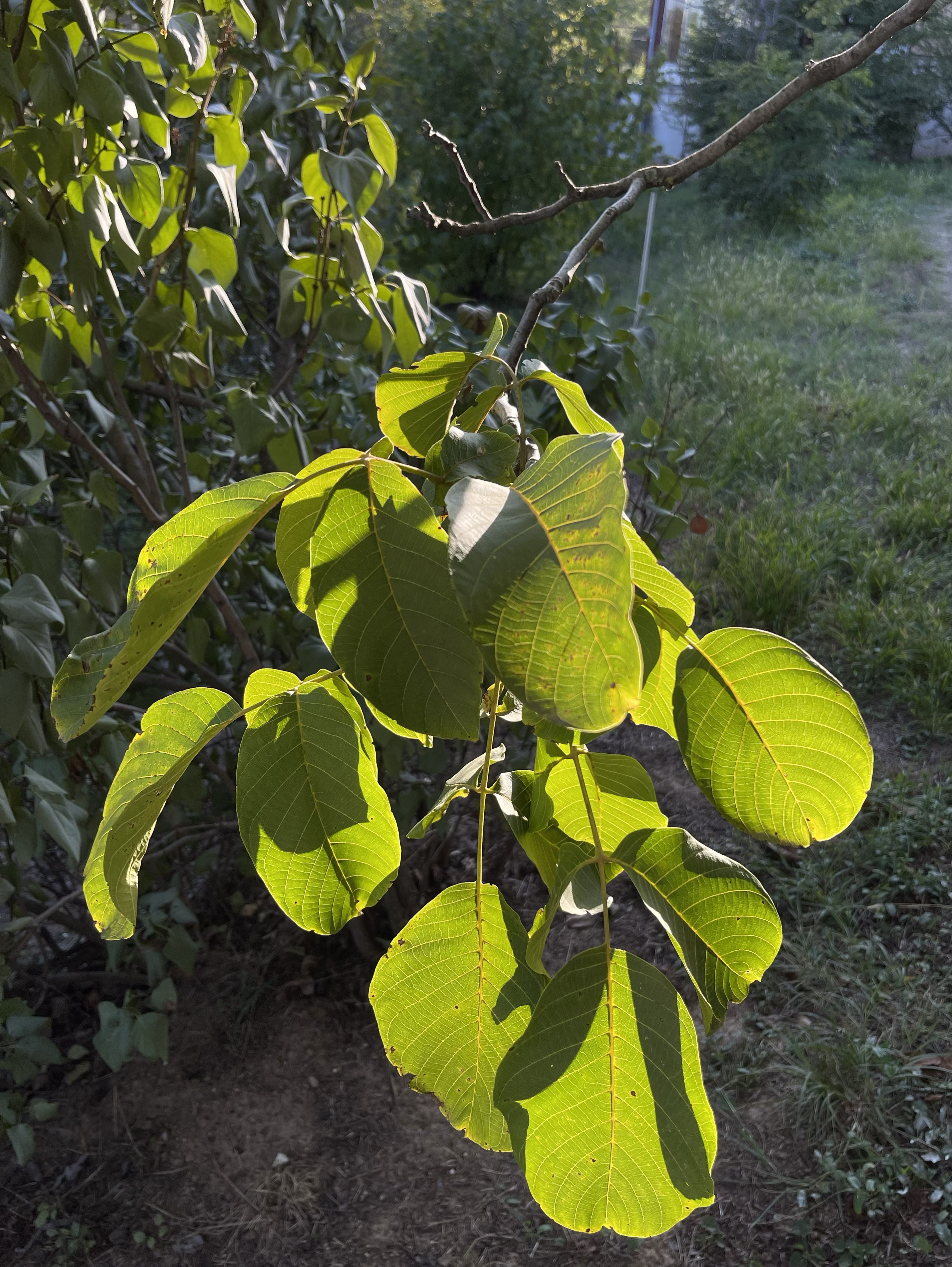 walnut leaves 