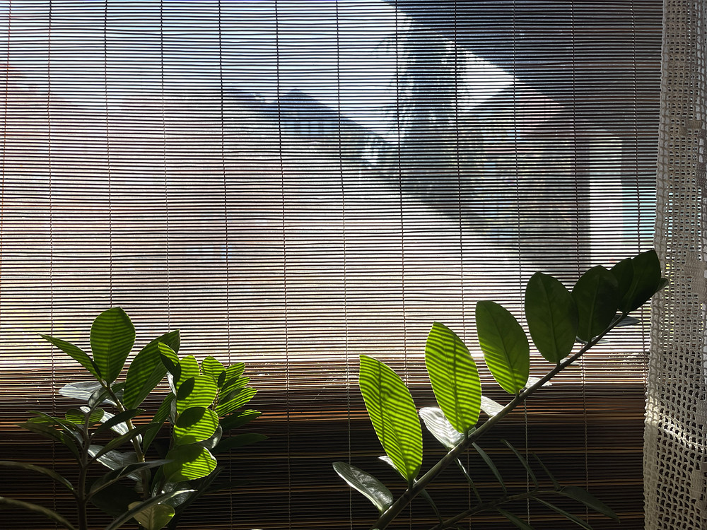 morning sun & leaves 