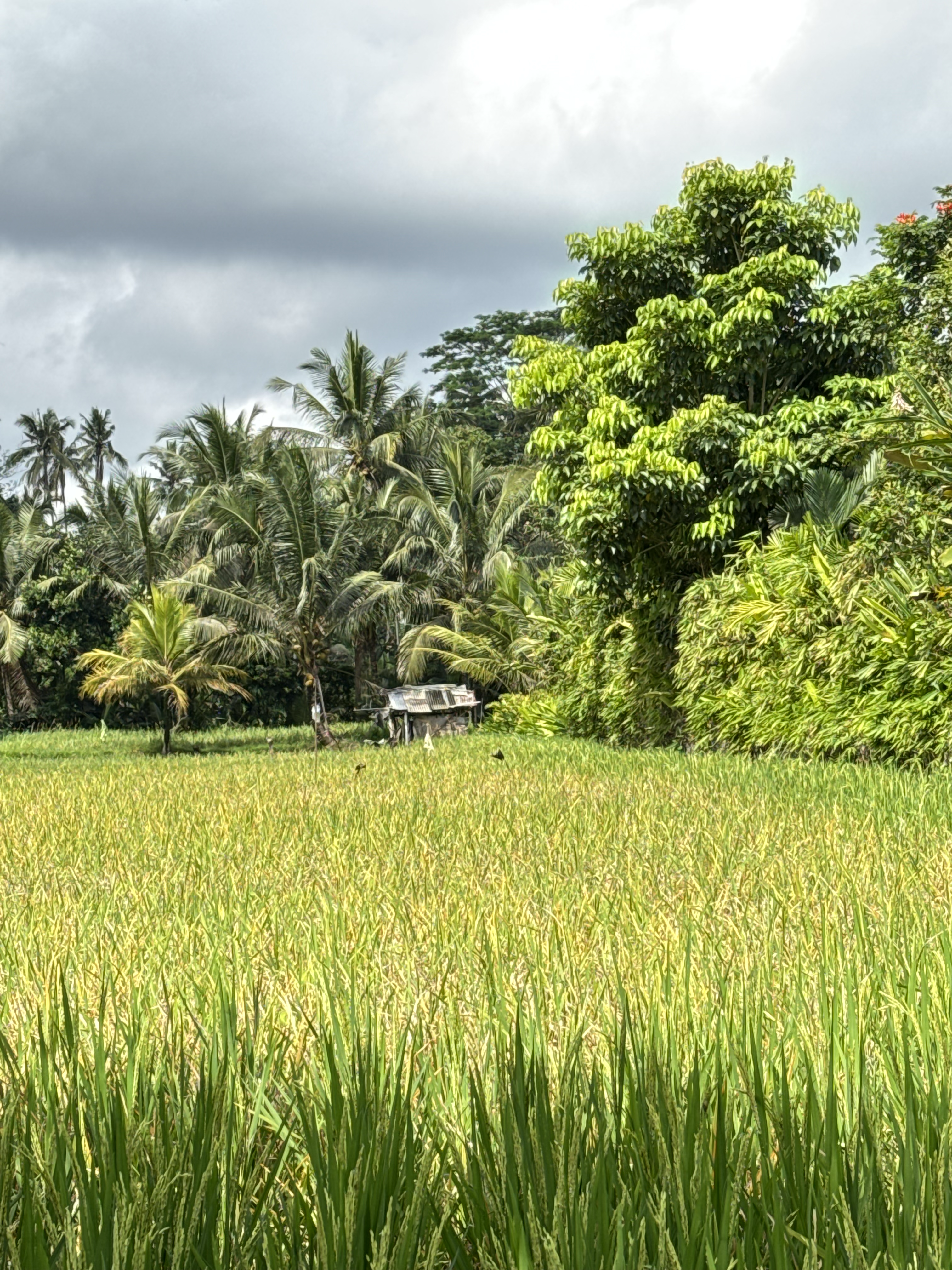 Bali Ricefields