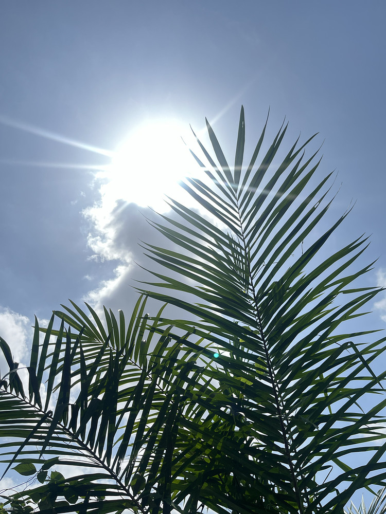 Shining palm leaves 