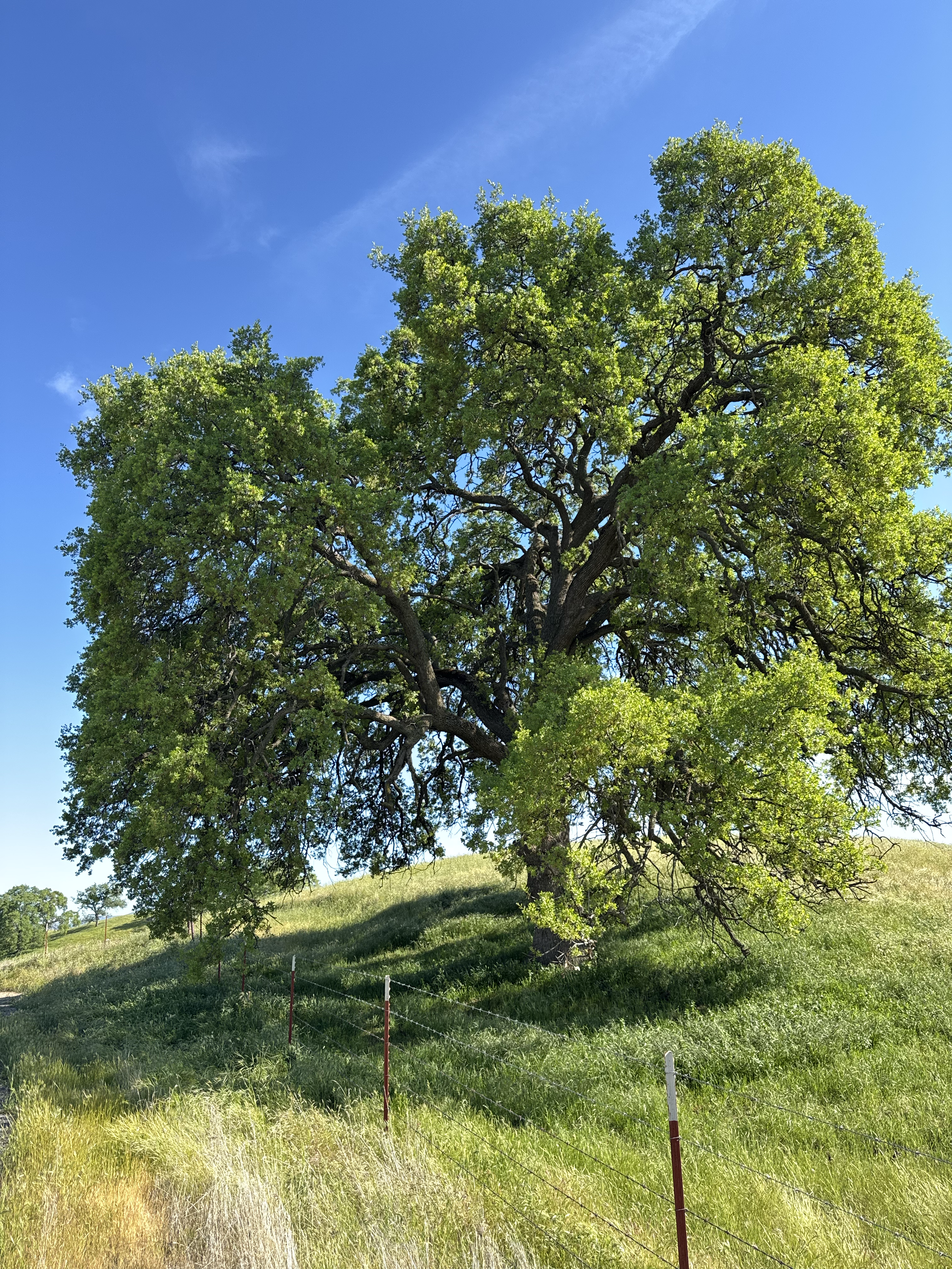 Oak Tree 2