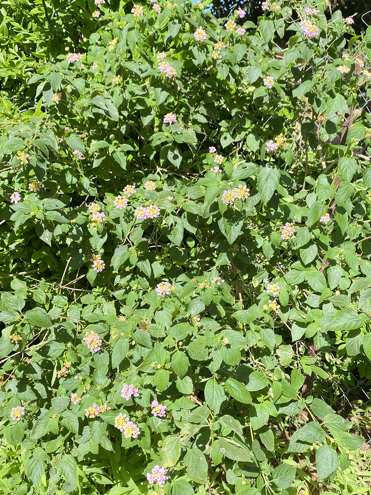 Photo 7545331