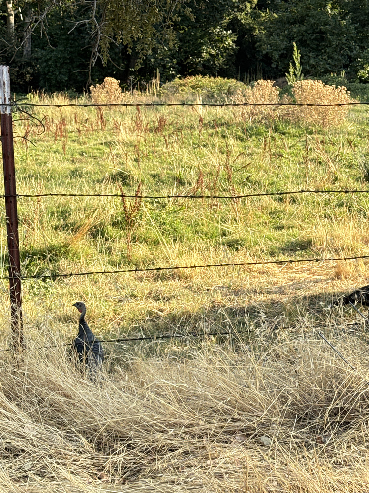Wild Turkey 