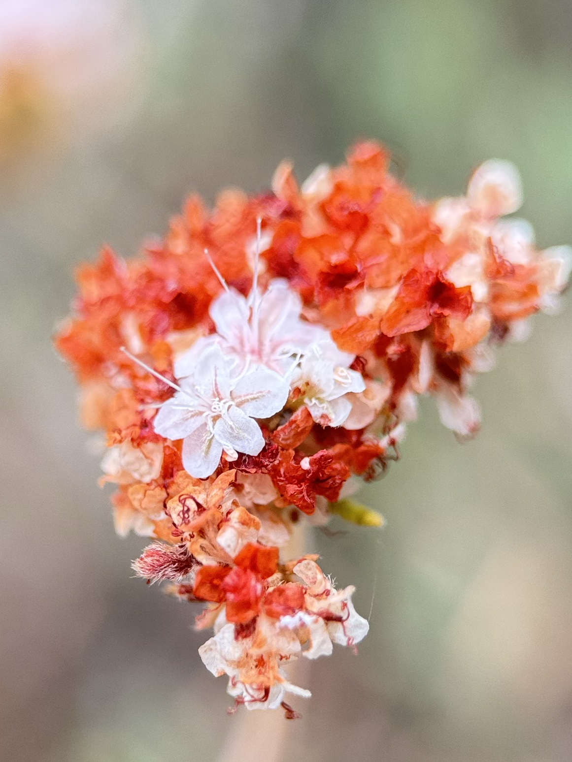 California Buckwheat matures 